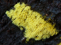 Mucronella flava