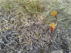 Zephyranthes tubispatha