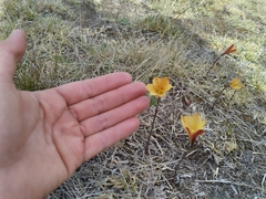 Zephyranthes tubispatha