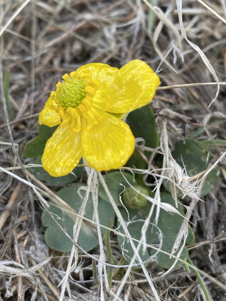 sagebrush buttercup from Ellensburg, WA, US on March 04, 2021 at 0832