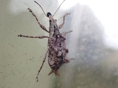 Agathinus tridens