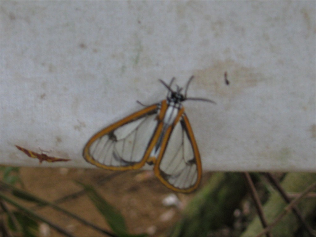 Hyalurga urioides