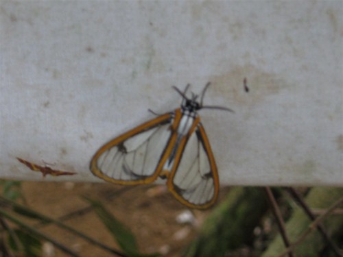 Hyalurga urioides