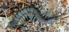 Scolopendra laeta