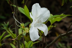 Rhododendron mucronatum