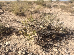 Acleisanthes lanceolata