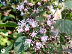 Bartlettina oresbia