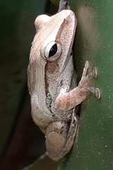 Polypedates leucomystax