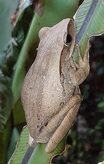 Polypedates leucomystax