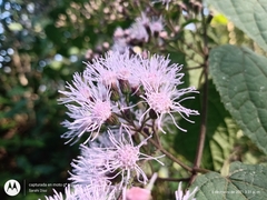 Bartlettina oresbia