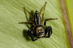 Thiania cupreonitens