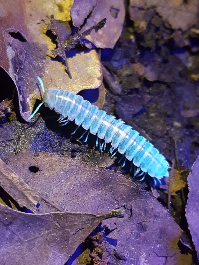 Sigmoria planca