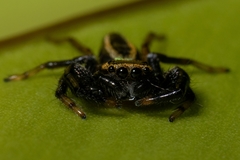 Thiania cupreonitens