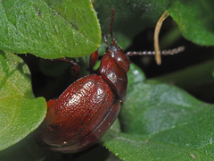 Chrysolina staphylaea