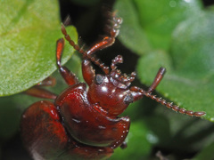 Chrysolina staphylaea