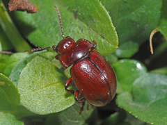 Chrysolina staphylaea