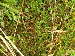 Gonocarpus micranthus micranthus