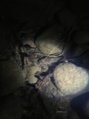 Gobiomorphus huttoni