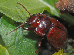 Chrysolina staphylaea
