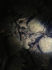 Gobiomorphus huttoni