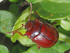 Chrysolina staphylaea