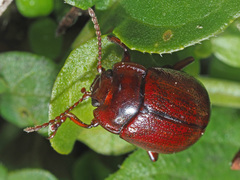 Chrysolina staphylaea