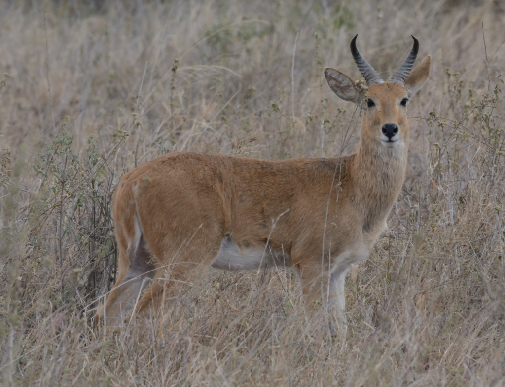 Redunca redunca, Seronera, Tanzania, by watchfulguardian