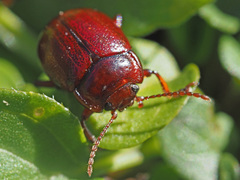 Chrysolina staphylaea