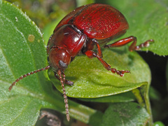Chrysolina staphylaea