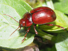 Chrysolina staphylaea