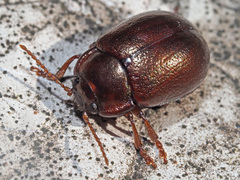 Chrysolina staphylaea