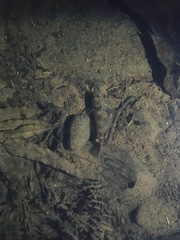 Gobiomorphus huttoni