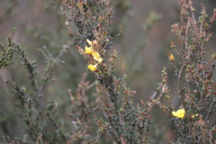 Bossiaea foliosa