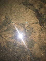 Gobiomorphus huttoni