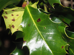 Cylindrosporium