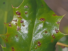 Cylindrosporium