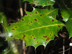 Cylindrosporium