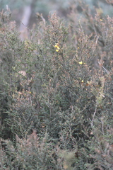 Bossiaea foliosa