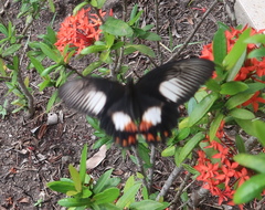 Papilio ambrax