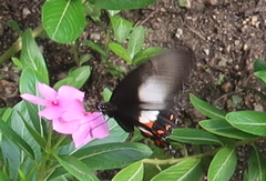Papilio ambrax