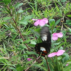 Papilio ambrax