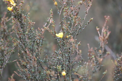 Bossiaea foliosa