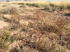 Dicranocarpus parviflorus