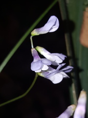 Vicia floridana