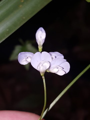 Vicia floridana