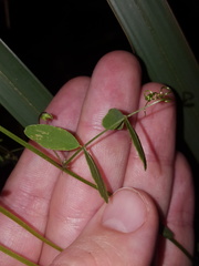 Vicia floridana
