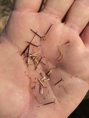 Dicranocarpus parviflorus