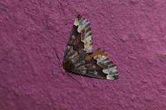 Caripeta pulcherrima