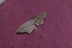 Arcobara multilineata