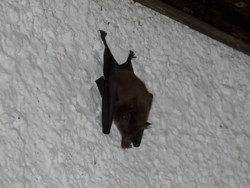 Orange Nectar Bat